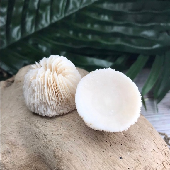 (2) Real Mushroom Cap Corals Lot Beach Nautical Coastal Collecting DIY Crafting - Picture 3 of 11